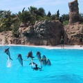 Dolphins Loro Parque1